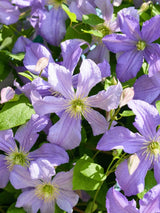 Clematis viticella 'Prince Charles' | Italienische Waldrebe | kaufen im Onlineshop der Bohlken Baumschulen