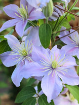 Clematis viticella 'Prince Charles' | Italienische Waldrebe | kaufen im Onlineshop der Bohlken Baumschulen