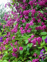 Clematis viticella 'Purpurea Plena Elegans | Italienische Waldrebe im Onlineshop der Bohlken Baumschulen