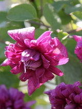 Clematis viticella 'Purpurea Plena Elegans | Italienische Waldrebe im Onlineshop der Bohlken Baumschulen