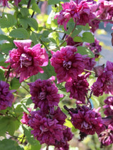 Clematis viticella 'Purpurea Plena Elegans | Italienische Waldrebe im Onlineshop der Bohlken Baumschulen