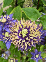 Clematis x 'Taiga' ® | Waldrebe 'Taiga' ® | kaufen im Onlineshop der Bohlken Baumschulen