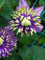 Clematis x 'Taiga' ® | Waldrebe 'Taiga' ® | kaufen im Onlineshop der Bohlken Baumschulen