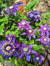 Clematis x 'Taiga' ® | Waldrebe 'Taiga' ® | kaufen im Onlineshop der Bohlken Baumschulen