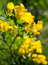 Colutea arborescens Blüte, Blasenstrauch im Onlineshop von Bohlken Baumschulen