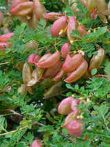Colutea arborescens, Blasenstrauch im Onlineshop von Bohlken Baumschulen