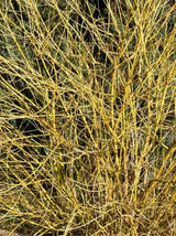 Cornus sericea 'Flaviramea', Seidiger Hartriegel 'Flaviramea' im Onlineshop der Bohlken Baumschulen