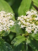Cornus sericea 'Flaviramea', Seidiger Hartriegel 'Flaviramea' im Onlineshop der Bohlken Baumschulen