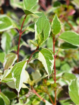 Cornus alba 'Sibirica Variegata' Garten, Weißbunter Purpur-Hartriegel 'Sibirica Variegata' im Onlineshop von Bohlken Baumschulen