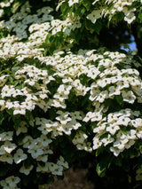Cornus florida, Amerikanischer Blumen-Hartriegel im Onlineshop von Bohlken Baumschulen