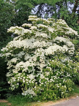 Cornus kousa Park, Japanischer Blumen-Hartriegel bei Bohlken Baumschulen im Onlineshop