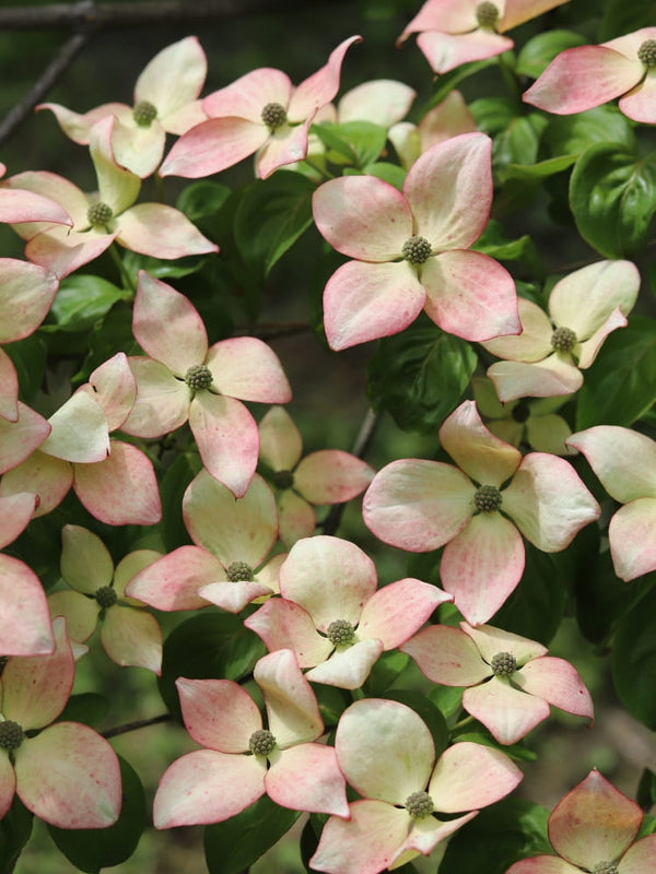Cornus kousa 'Blooming Pink Tetra', Japanischer Blumen-Hartriegel 'Blooming Pink Tetra' bei Bohlken Baumschulen im Onlineshop