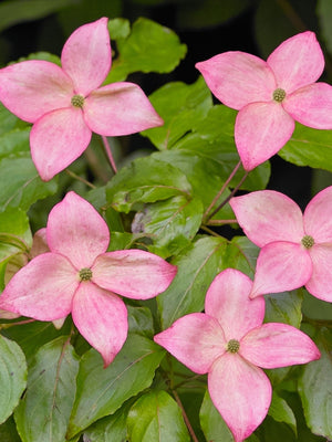 Cornus kousa 'Scarlet Fire' ®, Chinesischer Blumen-Hartriegel 'Scarlet Fire' ® bei Bohlken Baumschulen im Onlineshop