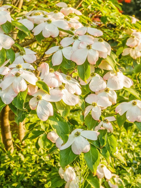 Cornus kousa 'Stellar Pink', Chinesischer Blumen-Hartriegel 'Stellar Pink' im Onlineshop von Bohlken Baumschulen