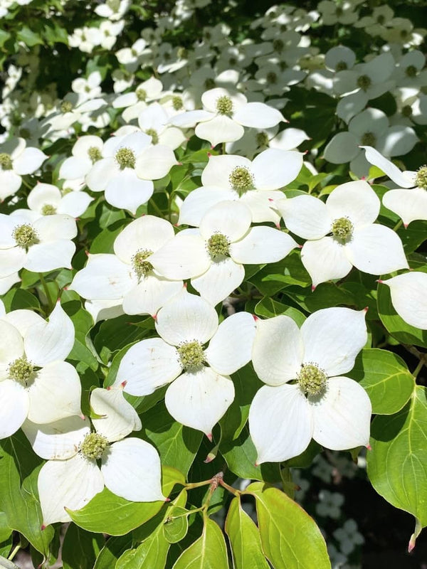 Cornus kousa 'Wieting's Select', Japanischer Blumen-Hartriegel 'Wieting´s Select' bei den Bohlken Baumschulen im Onlineshop