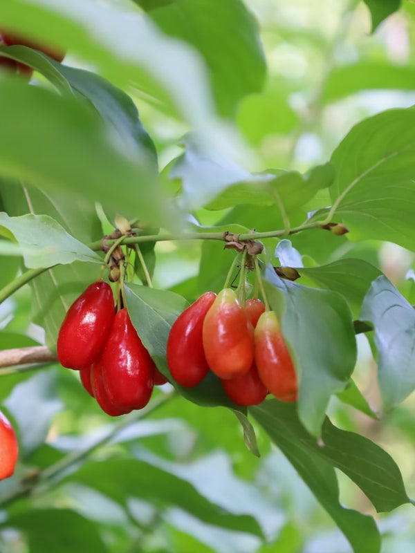 Cornus officinalis Frucht, Japanische Kornelkirsche bei den Bohlken Baumschulen im Onlineshop