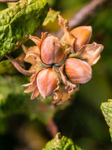 Corylus avellana 'Contorta', Korkenzieherhaselnuss 'Contorta' bei den Bohlken Baumschulen im Onlineshop