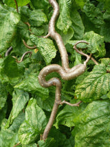 Corylus avellana 'Contorta', Korkenzieherhaselnuss 'Contorta' bei den Bohlken Baumschulen im Onlineshop