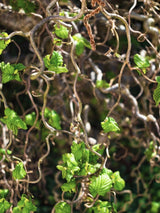 Corylus avellana 'Contorta', Korkenzieherhaselnuss 'Contorta' bei den Bohlken Baumschulen im Onlineshop