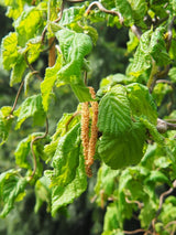 Corylus avellana 'Contorta', Korkenzieherhaselnuss 'Contorta' bei den Bohlken Baumschulen im Onlineshop