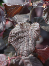 Corylus avellana 'Red Majestic', Rotblättrige Korkenzieherhasel 'Red Majestic' bei den Bohlken Baumschulen im Onlineshop