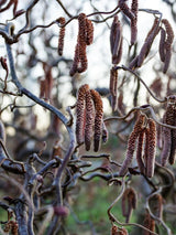 Corylus avellana 'Red Majestic', Rotblättrige Korkenzieherhasel 'Red Majestic' bei den Bohlken Baumschulen im Onlineshop