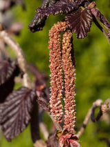 Corylus avellana 'Red Majestic', Rotblättrige Korkenzieherhasel 'Red Majestic' bei den Bohlken Baumschulen im Onlineshop