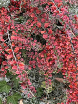 Preiselbeer-Zwergmispel 'Blackburn' | Cotoneaster apiculatus 'Blackburn' im Onlineshop der Bohlken Baumschulen