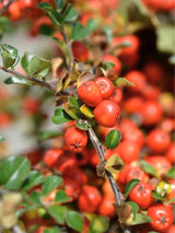Preiselbeer-Zwergmispel 'Blackburn' | Cotoneaster apiculatus 'Blackburn' im Onlineshop der Bohlken Baumschulen