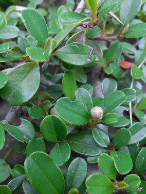 Teppichmispel 'Frieders Evergreen', Cotoneaster dammeri 'Frieders Evergreen' kaufen im Online-Shop der Bohlken Baumschulen