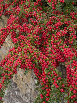 Fächerzwergmispel, Cotoneaster horizontalis kaufen im Online-Shop der Bohlken Baumschulen