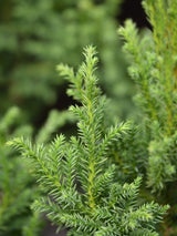 Cryptomeria japonica 'Jindai-sugi', Niedere Sicheltanne 'Jindai-sugi' im Onlineshop der Bohlken Baumschulen