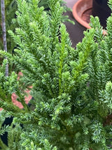 Cryptomeria japonica 'Jindai-sugi', Niedere Sicheltanne 'Jindai-sugi' im Onlineshop der Bohlken Baumschulen