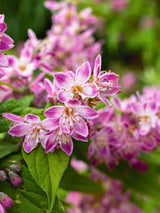 Deutzia hybrida 'Raspberry Sundae', Deutzie 'Raspberry Sundae' im Onlineshop der Bohlken Baumschulen