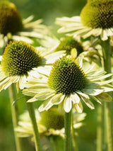 Echinacea purpurea 'Green Jewel' ®, Scheinsonnenhut 'Green Jewel' ® im Onlineshop der Bohlken Baumschulen