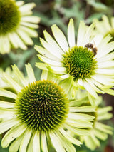 Echinacea purpurea 'Green Jewel' ®, Scheinsonnenhut 'Green Jewel' ® im Onlineshop der Bohlken Baumschulen