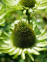 Echinacea purpurea 'Green Jewel' ®, Scheinsonnenhut 'Green Jewel' ® im Onlineshop der Bohlken Baumschulen