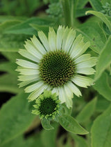 Echinacea purpurea 'Green Jewel' ®, Scheinsonnenhut 'Green Jewel' ® im Onlineshop der Bohlken Baumschulen