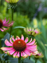 Echinacea purpurea 'Green Twister' ®, Grüner Sonnenhut 'Green Twister' ® im Onlineshop der Bohlken Baumschulen
