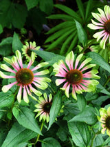 Echinacea purpurea 'Green Twister' ®, Grüner Sonnenhut 'Green Twister' ® im Onlineshop der Bohlken Baumschulen