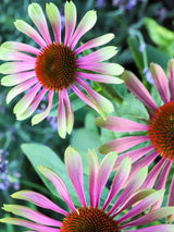 Echinacea purpurea 'Green Twister' ®, Grüner Sonnenhut 'Green Twister' ® im Onlineshop der Bohlken Baumschulen