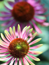 Echinacea purpurea 'Green Twister' ®, Grüner Sonnenhut 'Green Twister' ® im Onlineshop der Bohlken Baumschulen