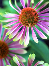 Echinacea purpurea 'Green Twister' ®, Grüner Sonnenhut 'Green Twister' ® im Onlineshop der Bohlken Baumschulen