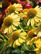 Echinacea purpurea 'Harvest Moon' ®, Sonnenhut 'Harvest Moon' ® im Onlineshop der Bohlken Baumschulen