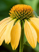 Echinacea purpurea 'Harvest Moon' ®, Sonnenhut 'Harvest Moon' ® im Onlineshop der Bohlken Baumschulen
