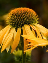 Echinacea purpurea 'Harvest Moon' ®, Sonnenhut 'Harvest Moon' ® im Onlineshop der Bohlken Baumschulen