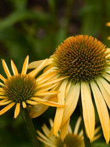 Echinacea purpurea 'Harvest Moon' ®, Sonnenhut 'Harvest Moon' ® im Onlineshop der Bohlken Baumschulen