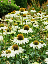 Scheinsonnenhut 'Kim´s Mop Head' ®, Echinacea purpurea 'Kim´s Mophead' ® im Onlineshop der Bohlken Baumschulen