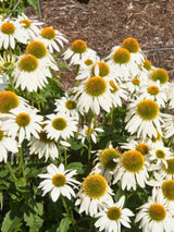 Scheinsonnenhut 'Kim´s Mop Head' ®, Echinacea purpurea 'Kim´s Mophead' ® im Onlineshop der Bohlken Baumschulen