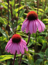 Echinacea purpurea 'Leuchtstern', Scheinsonnenhut 'Leuchtstern' im Onlineshop der Bohlken baumschulen